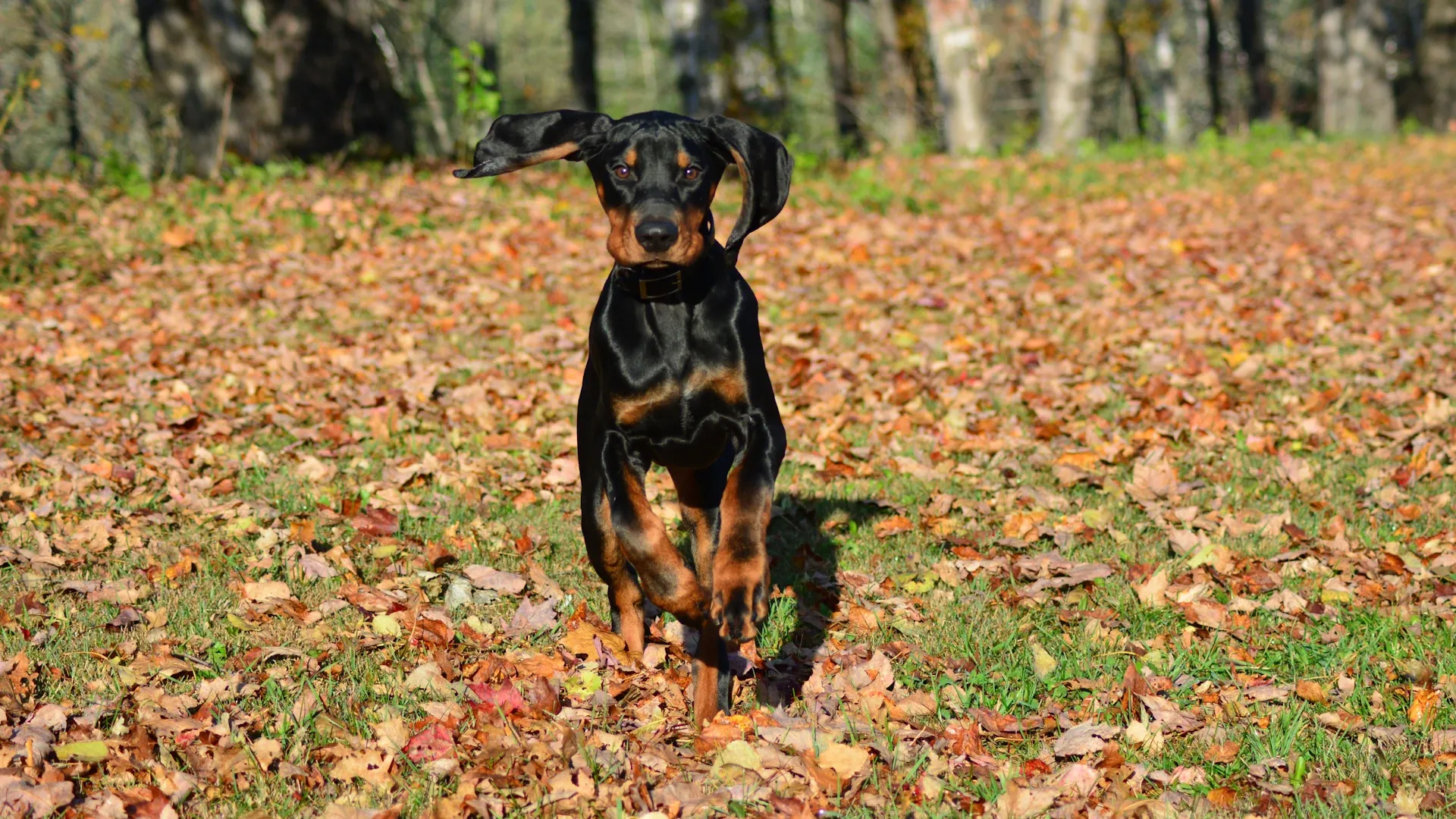 Black &amp; Tan Coonhound